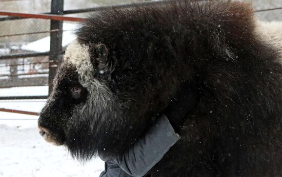 Russia Zoo
