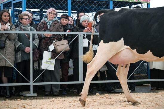 Russia Agriculture Breeding Animals Exhibition