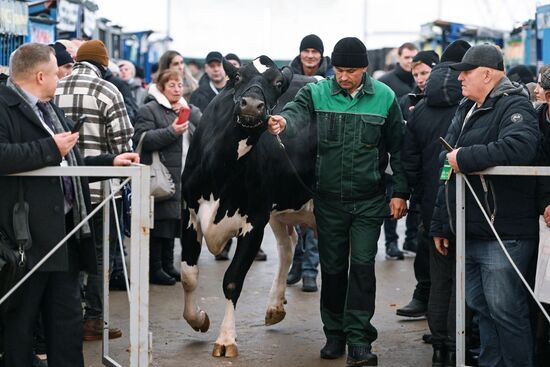 Russia Agriculture Breeding Animals Exhibition
