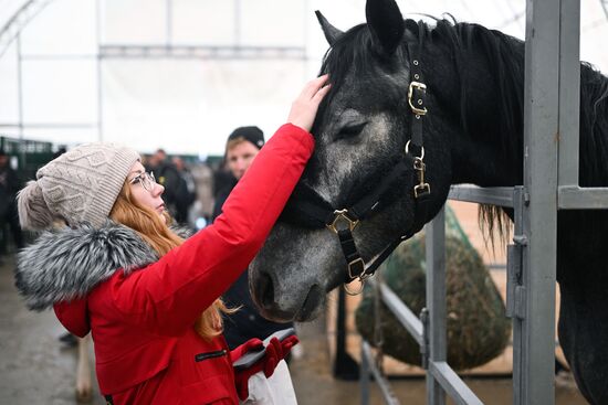 Russia Agriculture Breeding Animals Exhibition