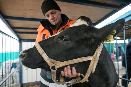 Russia Agriculture Breeding Animals Exhibition