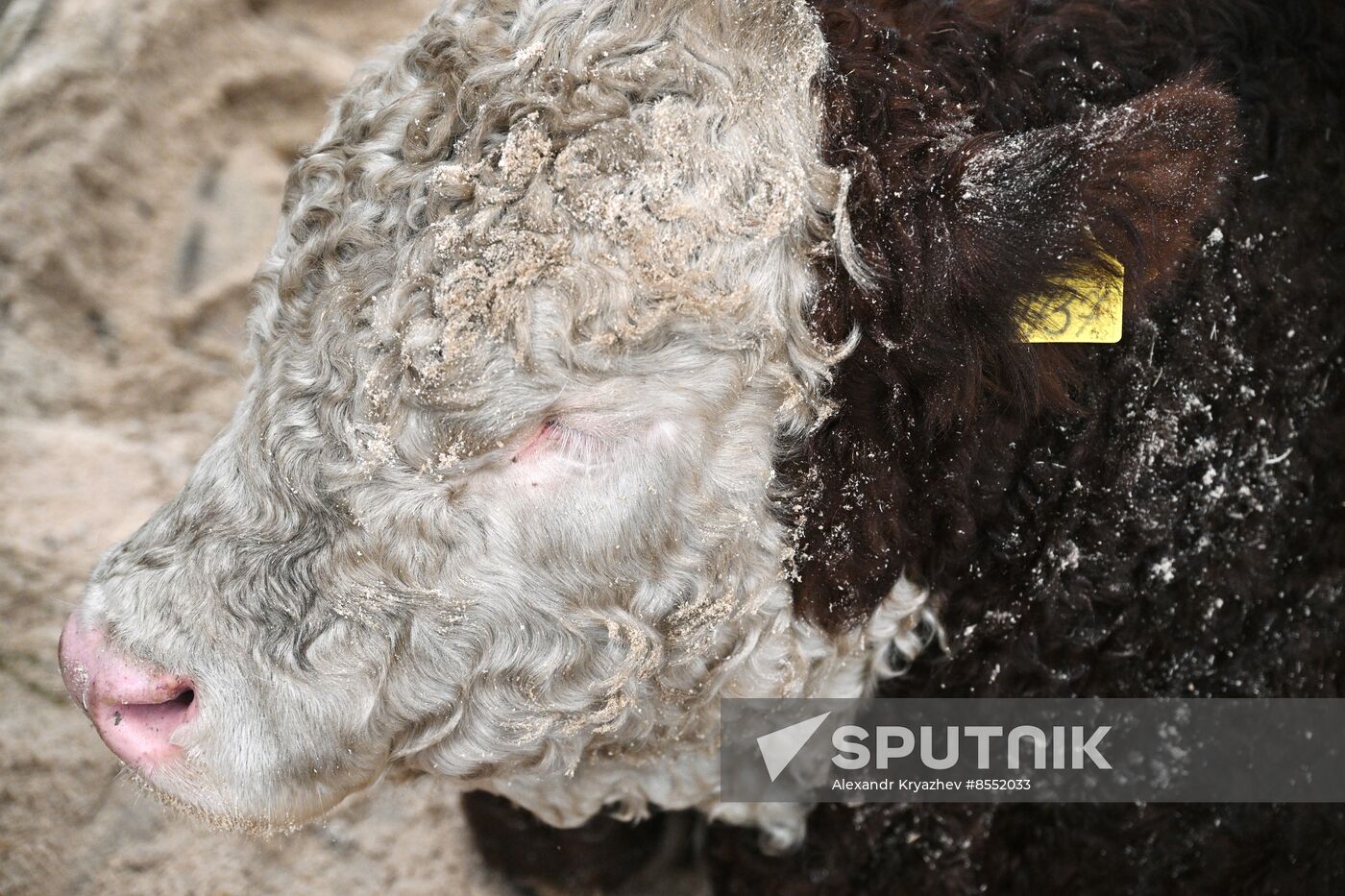 Russia Agriculture Breeding Animals Exhibition