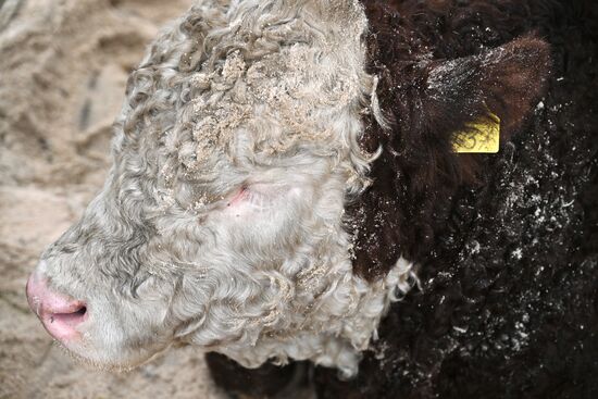 Russia Agriculture Breeding Animals Exhibition