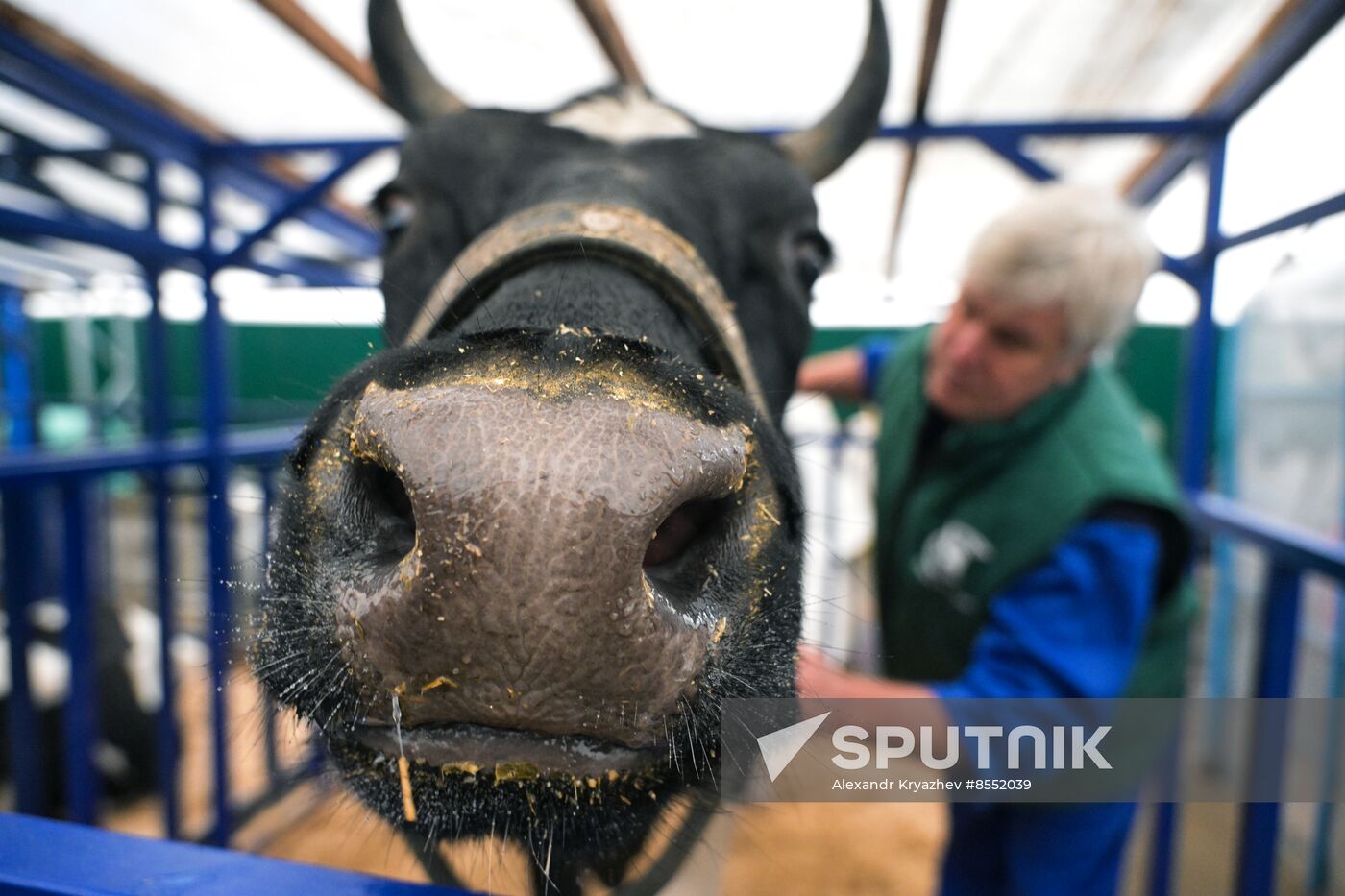 Russia Agriculture Breeding Animals Exhibition