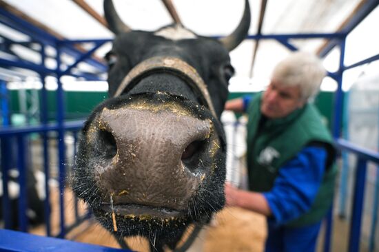 Russia Agriculture Breeding Animals Exhibition