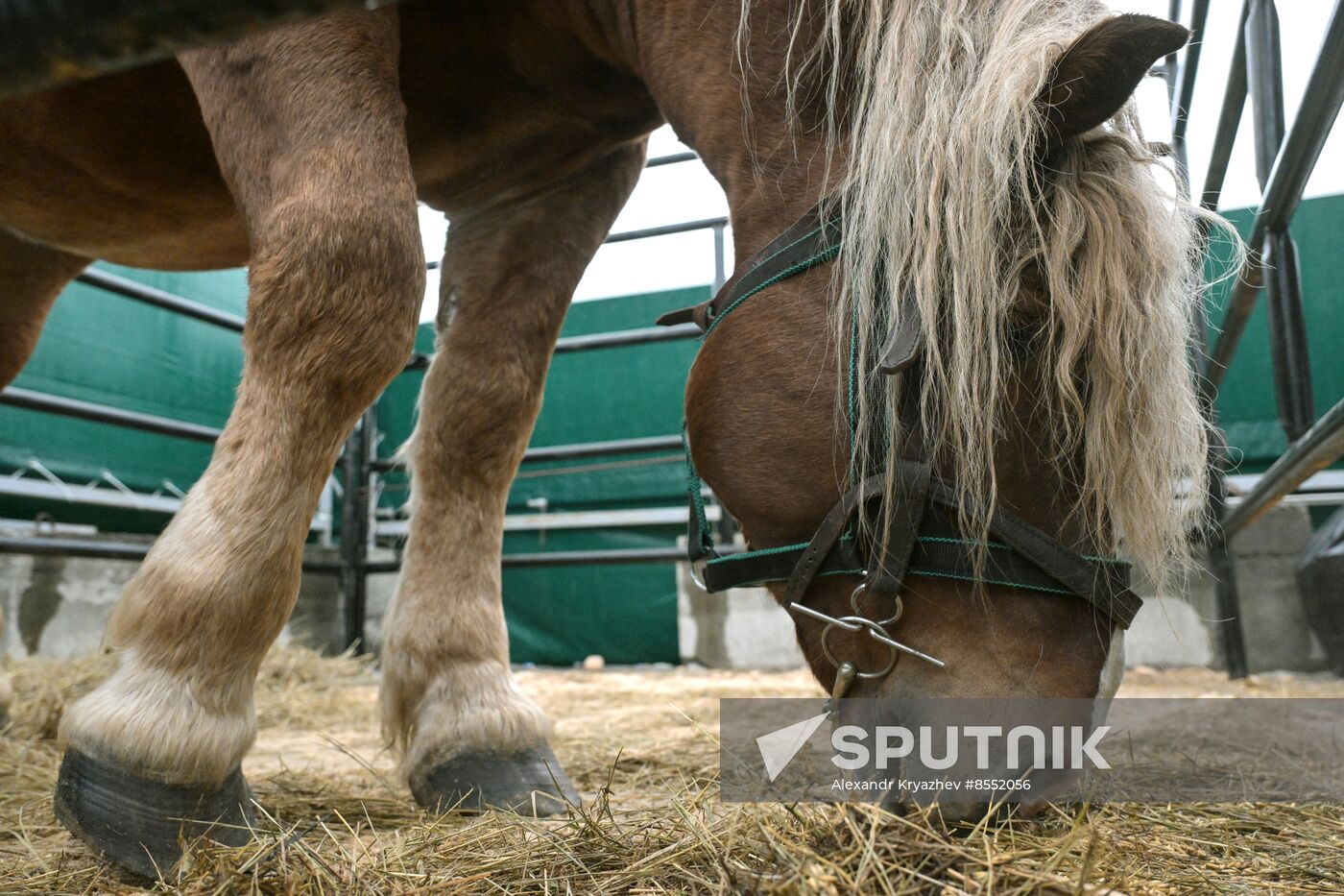 Russia Agriculture Breeding Animals Exhibition