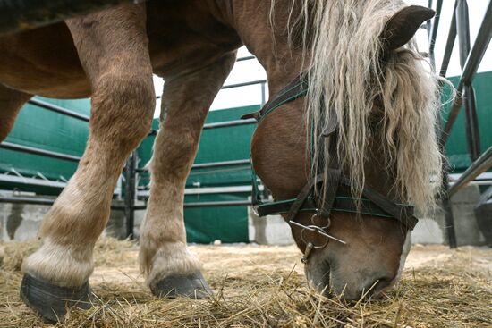 Russia Agriculture Breeding Animals Exhibition