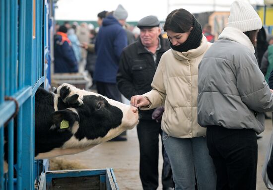 Russia Agriculture Breeding Animals Exhibition