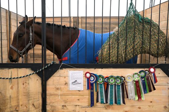 Russia Agriculture Breeding Animals Exhibition