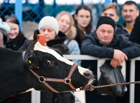 Russia Agriculture Breeding Animals Exhibition