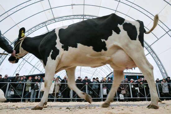 Russia Agriculture Breeding Animals Exhibition