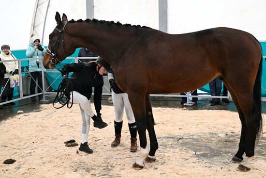 Russia Agriculture Breeding Animals Exhibition