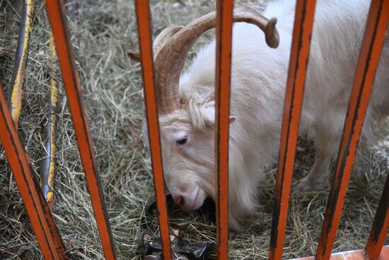 International RUSSIA EXPO forum and exhibition. Local delicacies exhibition