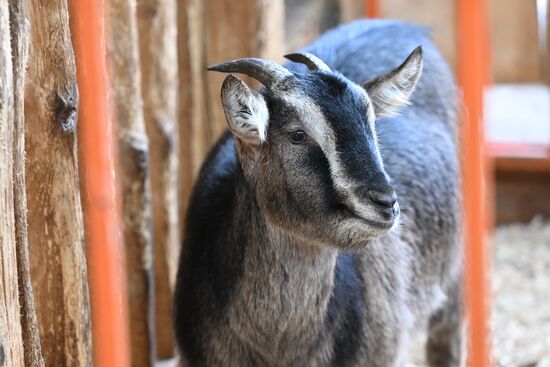 International RUSSIA EXPO forum and exhibition. Local delicacies exhibition