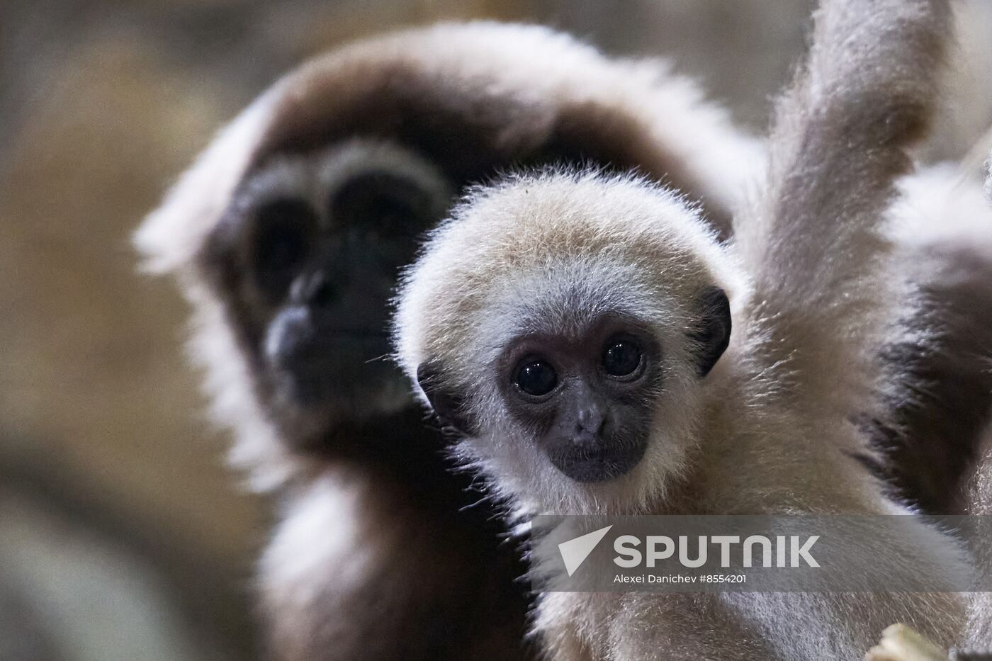 Russia Zoo Baby Gibbon