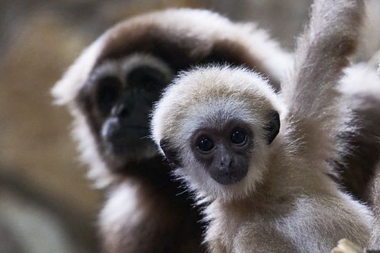 Russia Zoo Baby Gibbon