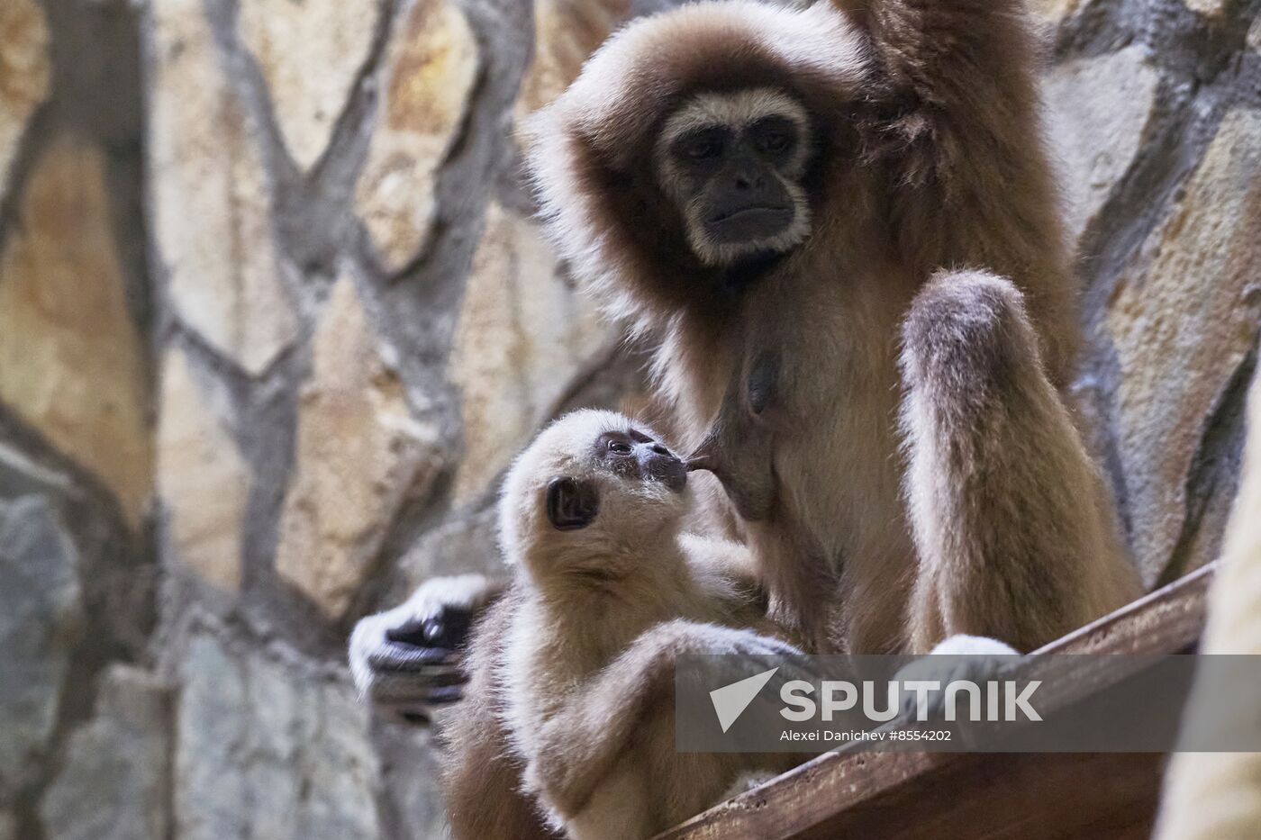 Russia Zoo Baby Gibbon