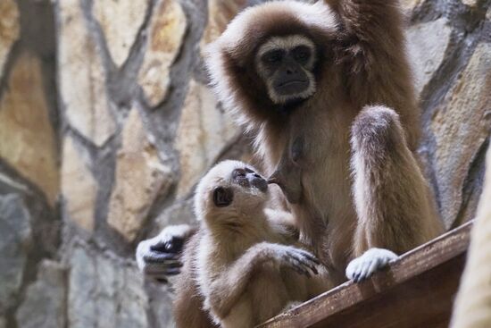 Russia Zoo Baby Gibbon