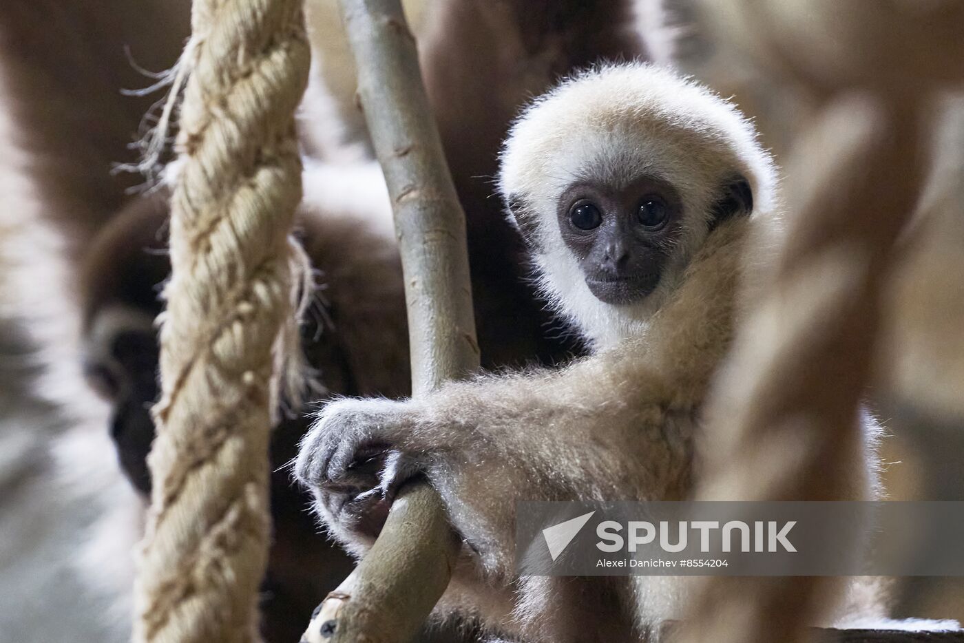 Russia Zoo Baby Gibbon