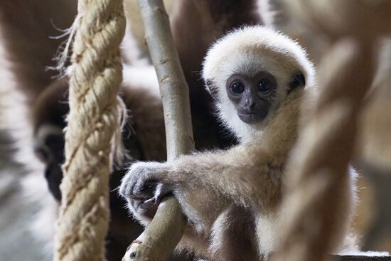Russia Zoo Baby Gibbon