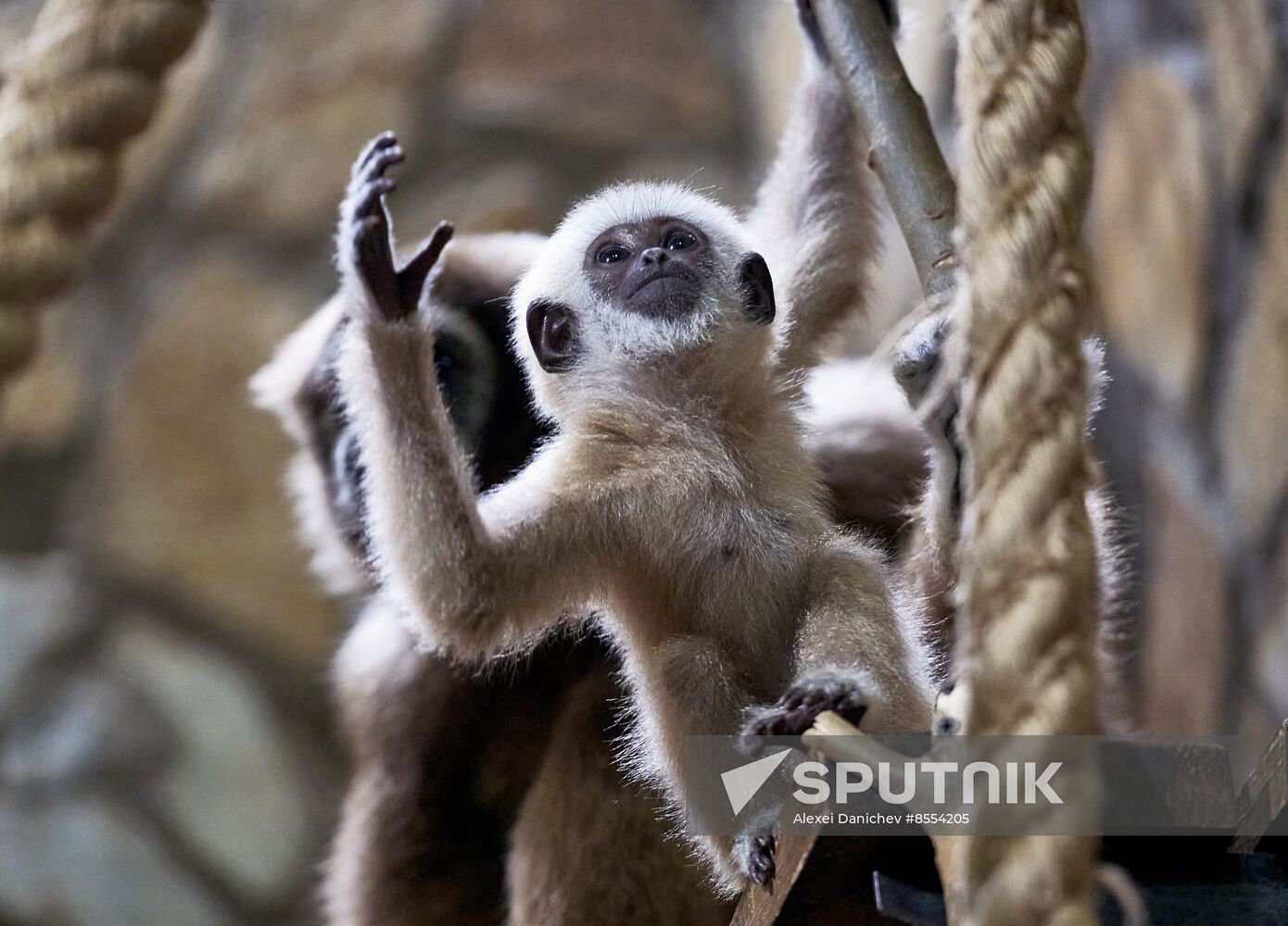 Russia Zoo Baby Gibbon