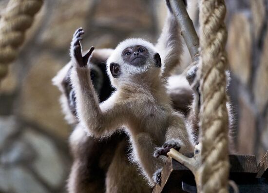 Russia Zoo Baby Gibbon