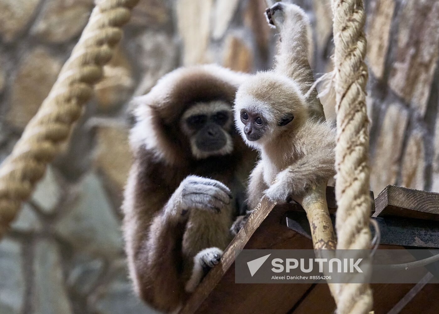 Russia Zoo Baby Gibbon