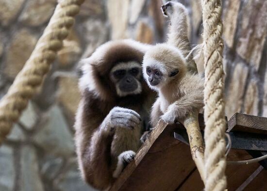 Russia Zoo Baby Gibbon