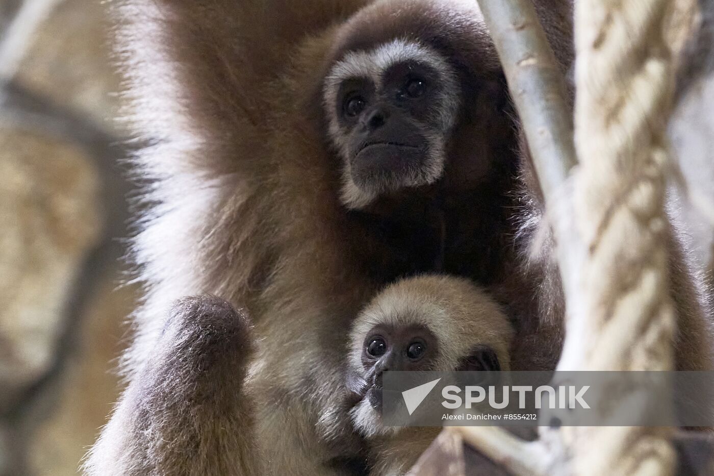 Russia Zoo Baby Gibbon