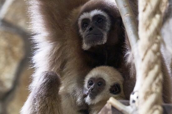 Russia Zoo Baby Gibbon