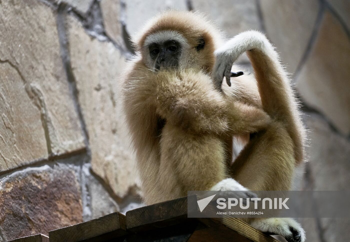 Russia Zoo Baby Gibbon