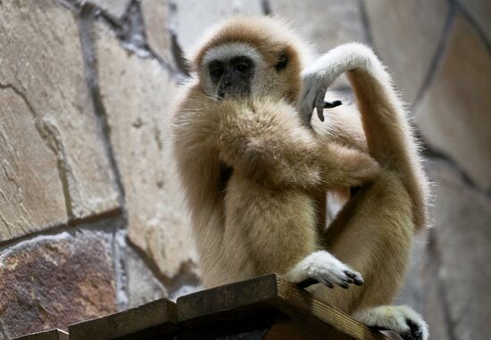 Russia Zoo Baby Gibbon