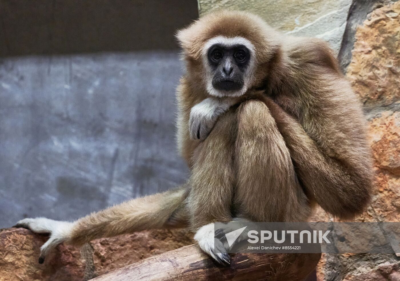 Russia Zoo Baby Gibbon