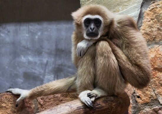 Russia Zoo Baby Gibbon