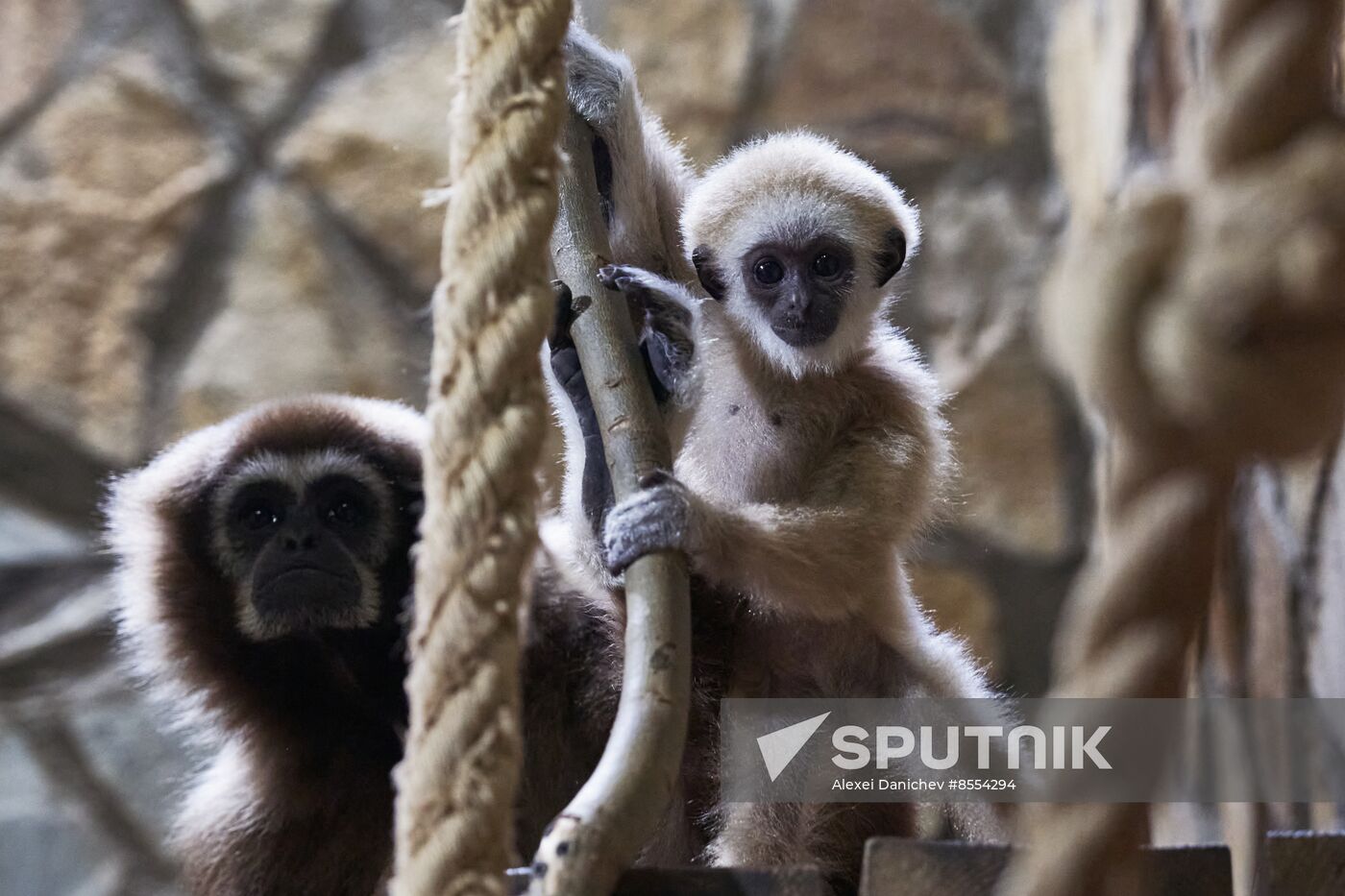 Russia Zoo Baby Gibbon