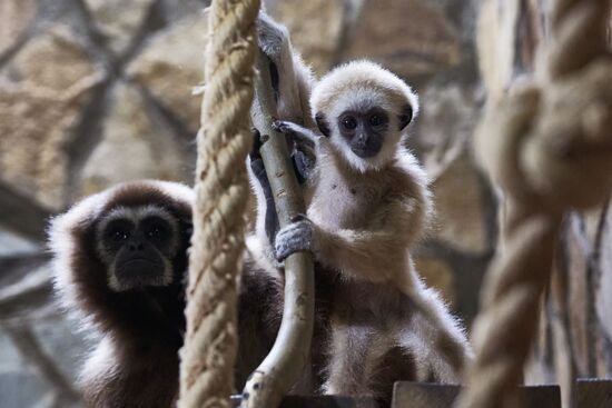 Russia Zoo Baby Gibbon