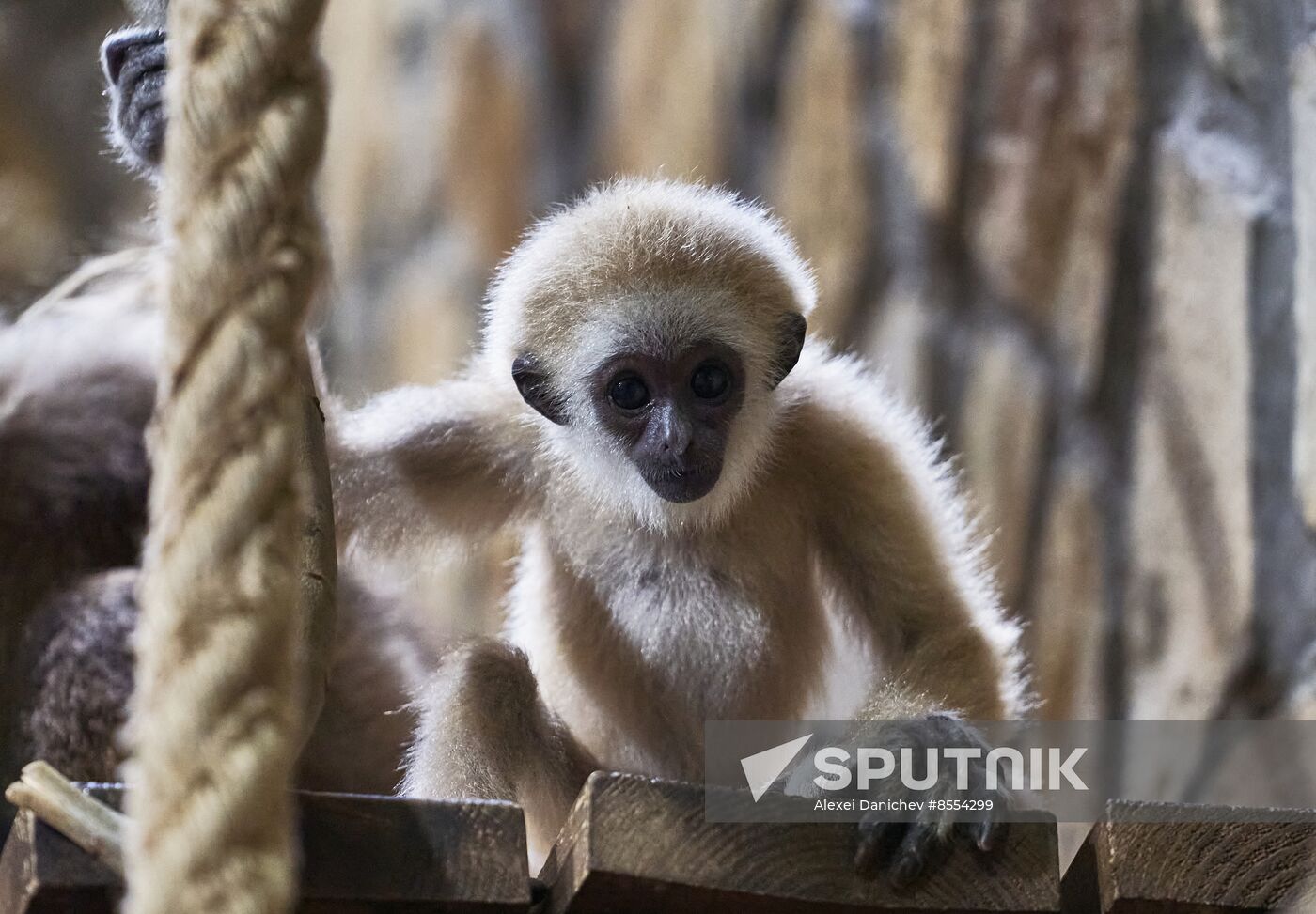 Russia Zoo Baby Gibbon