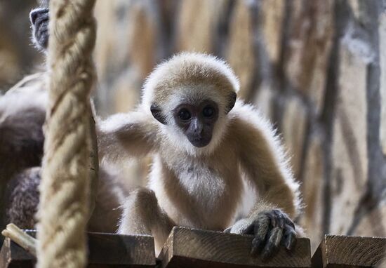 Russia Zoo Baby Gibbon