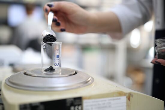 Russia Imitated Caviar