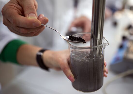 Russia Imitated Caviar