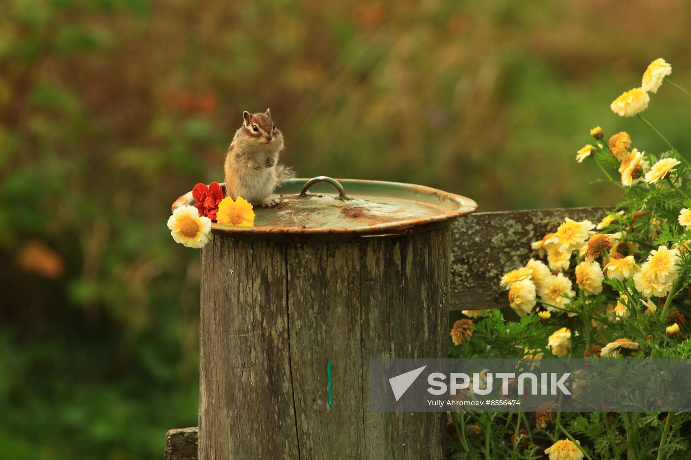 Chipmunk