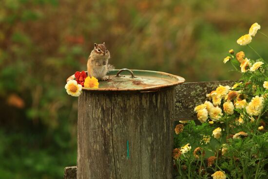 Chipmunk