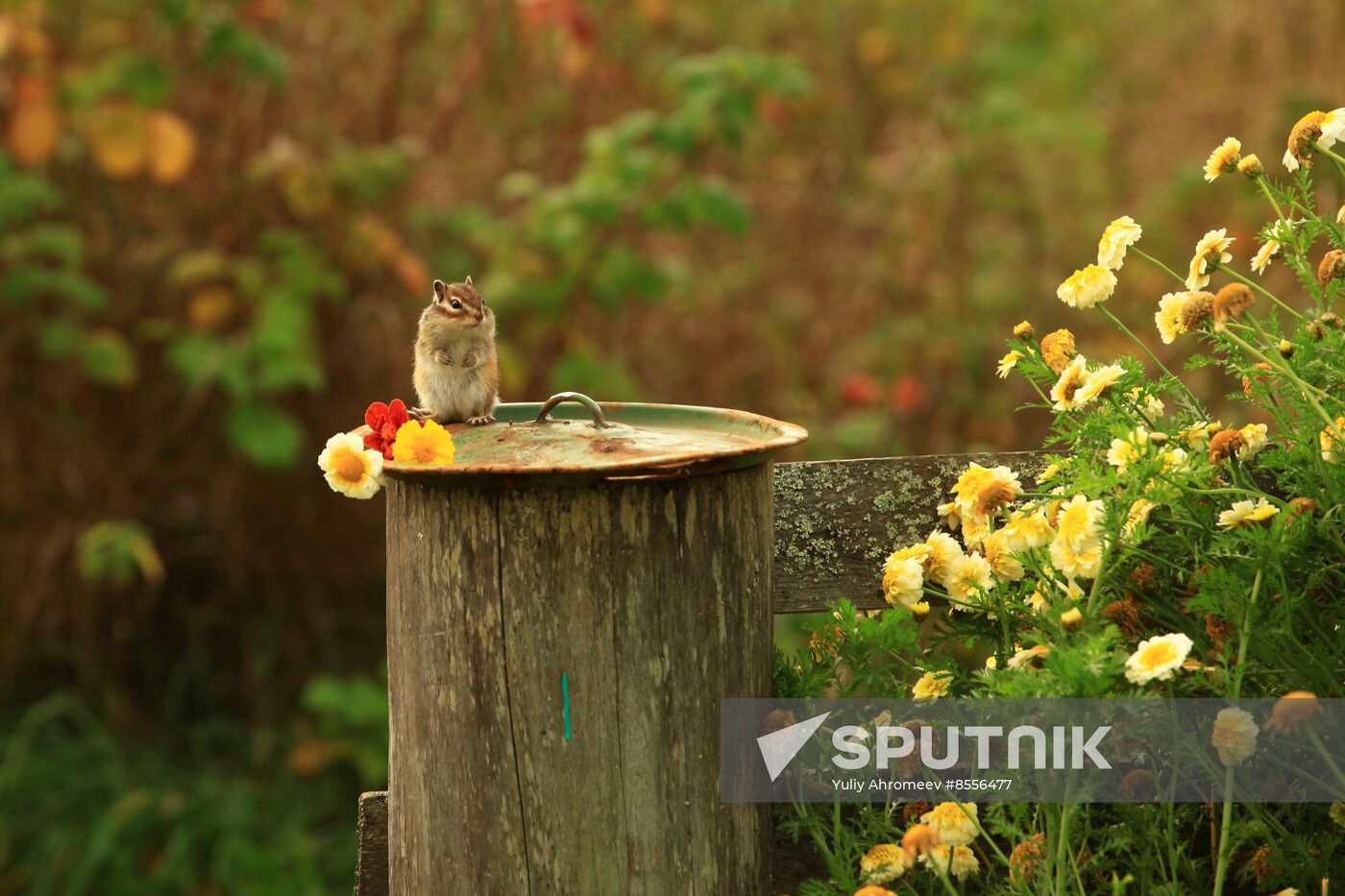 Chipmunk
