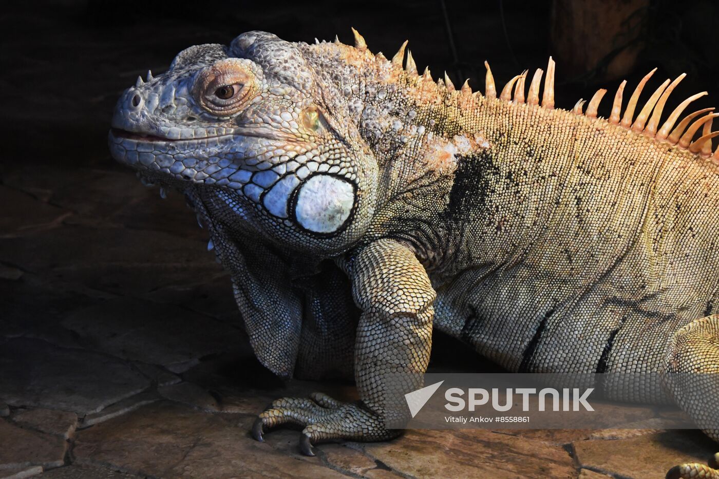 Russia Zoo