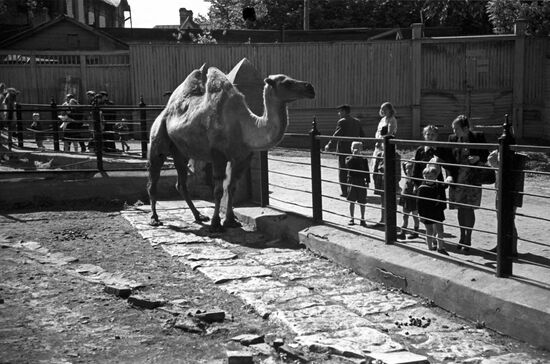 Moscow Zoo's work during Second World War