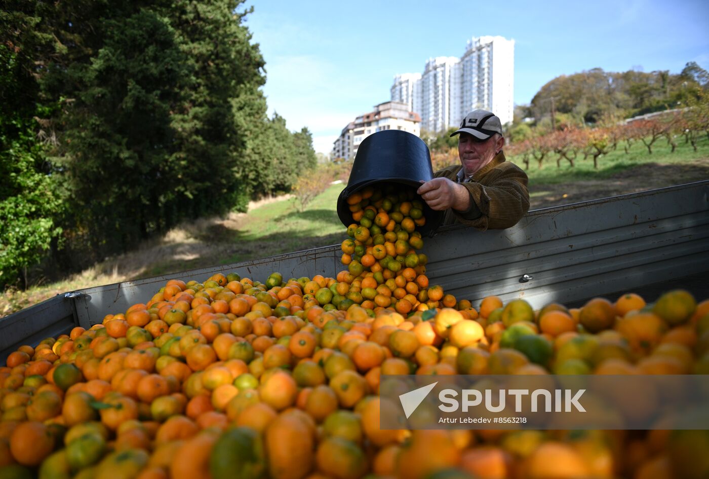Russia Tangerine Harvesting