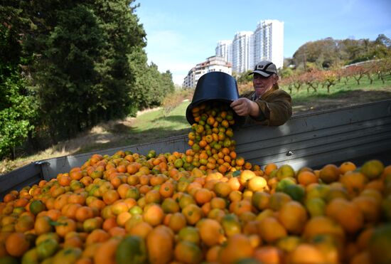 Russia Tangerine Harvesting