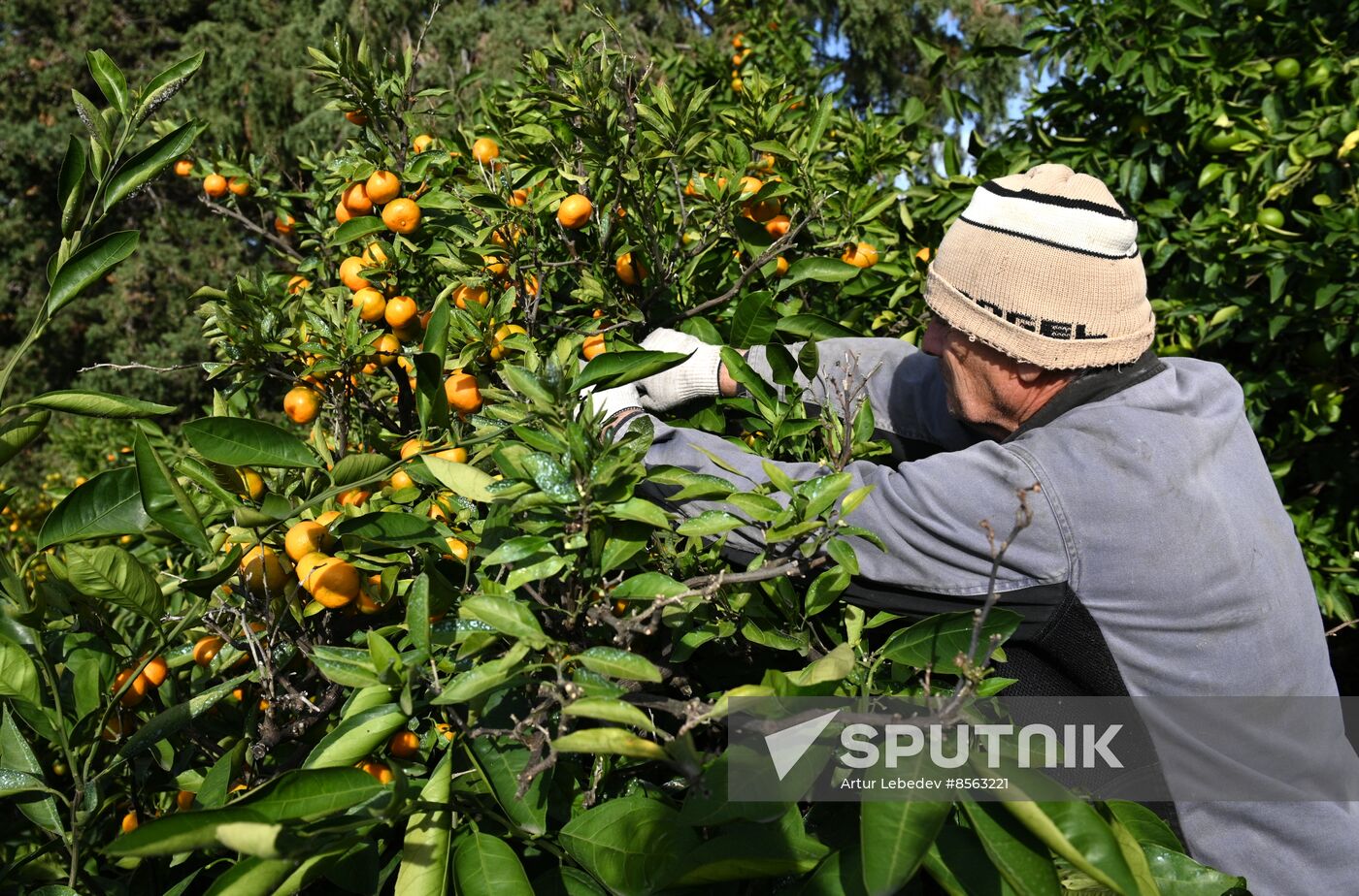 Russia Tangerine Harvesting