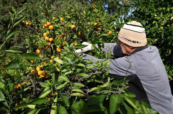 Russia Tangerine Harvesting