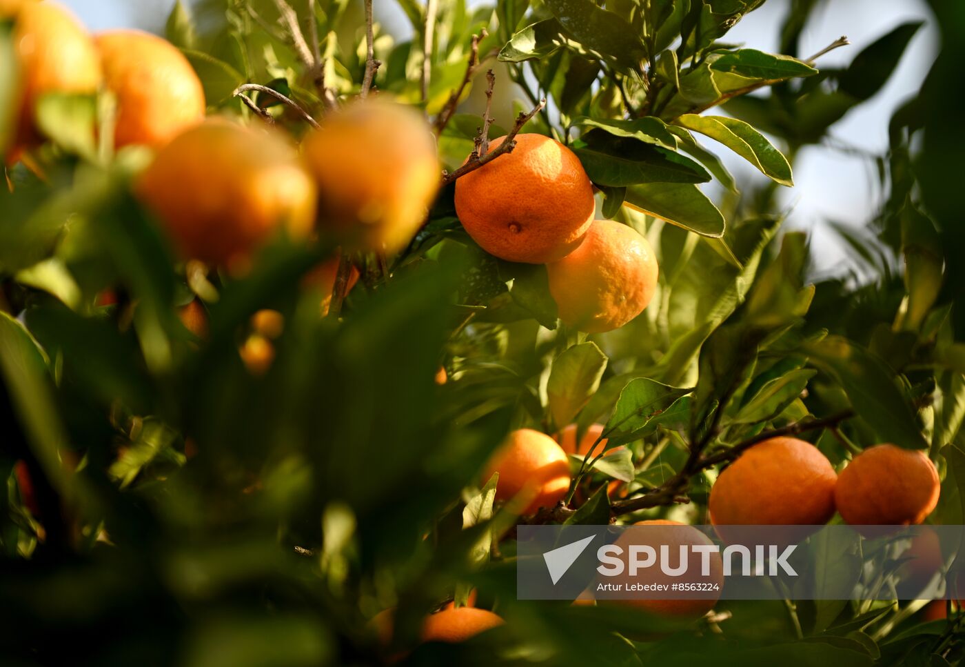 Russia Tangerine Harvesting